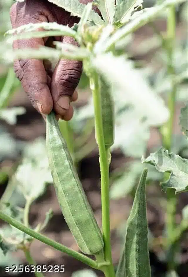 Variety Hybrid Vegetable Seeds, Pack of 25