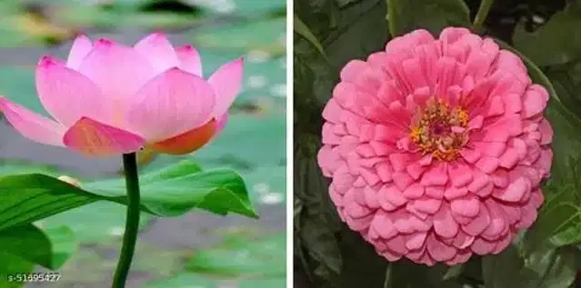 Seeds of Zinnia Rose & Lotus Flowers, Pack of 2
