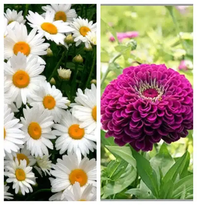 Daisy Mix & Zinnia Purple Flower Seeds, Pack of 2