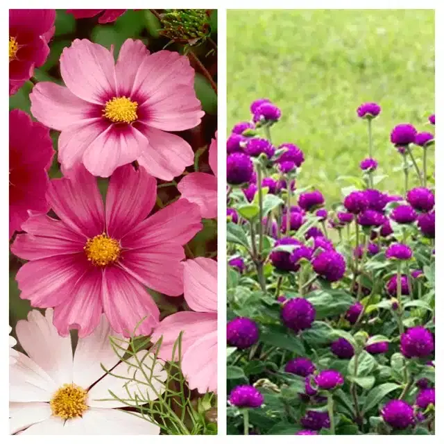 Cosmos Mix & Gomphrena Purple Flower Seeds, Pack of 2