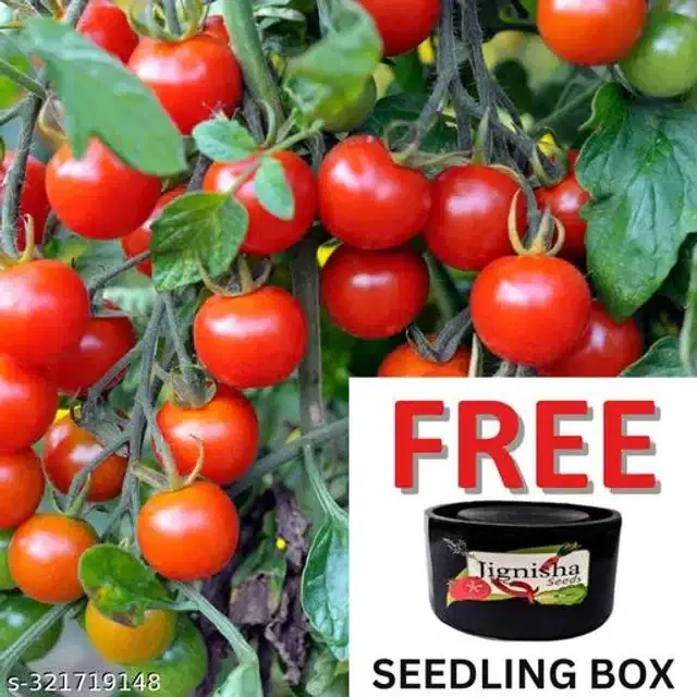 Red Ruby Cherry Tomato Vegetable Plant Seeds, Pack of 50