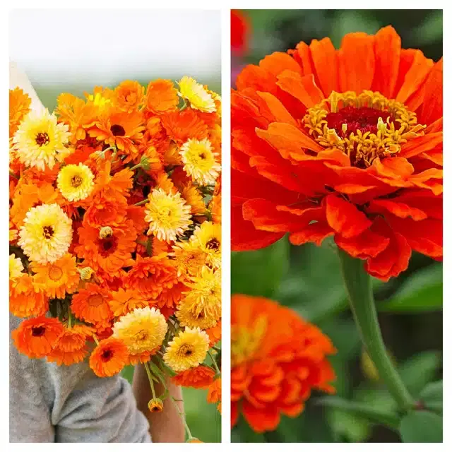 Calendula Mix & Zinnia Orange Flower Seeds, Pack of 2