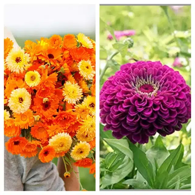 Calendula Mix & Zinnia Purple Flower Seeds, Pack of 2