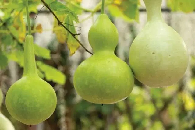 Seeds of Bottlegourd Vegetable, Pack Of 20