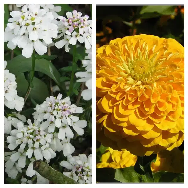 Candytuft Flower & Zinnia Yellow Flower Seeds, Pack of 2
