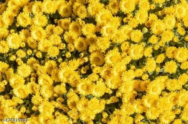 Yellow Sevanthi Chrysanthemum Flower Seeds, Pack of 30