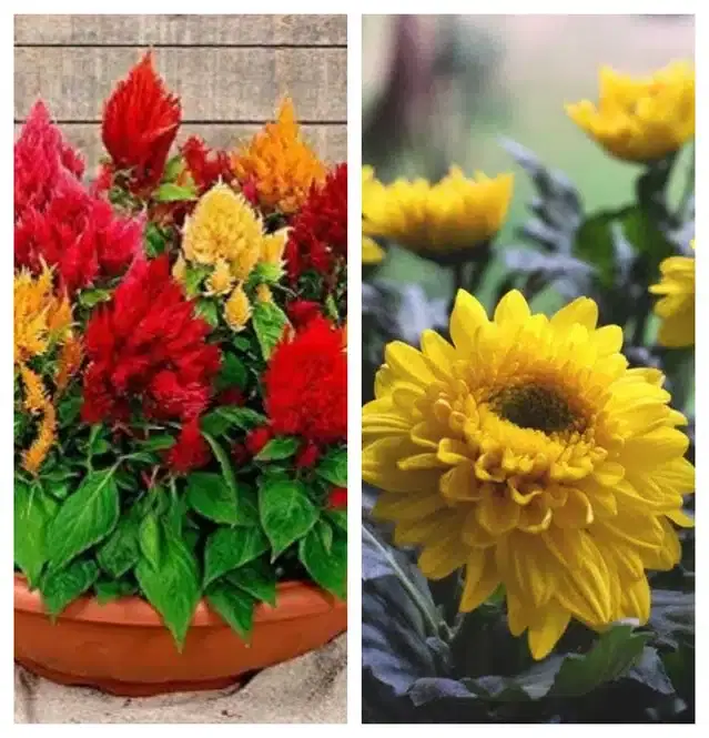 Celosia Mix & Chrysanthemum Yellow Flower Seeds, Pack of 2