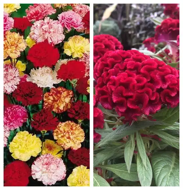 Carnation Mix & Coskscomb Red Flower Seeds, Pack of 2