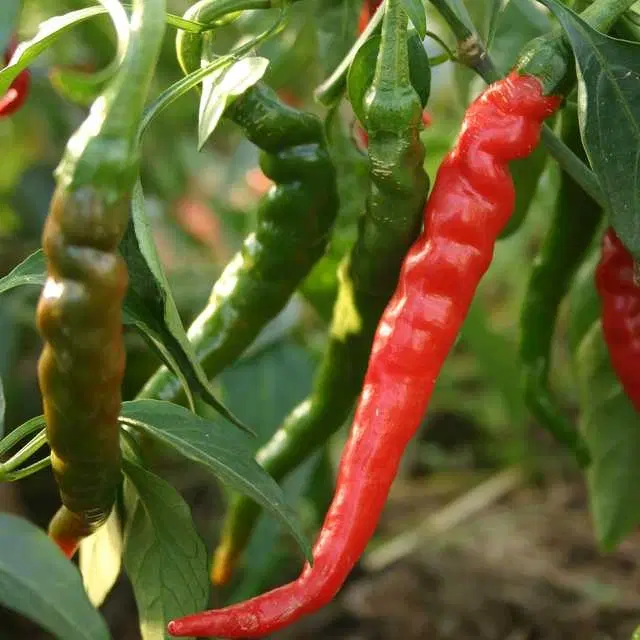 Recron Seeds of Hybrid Long Chilli Vegetable, Pack Of 50