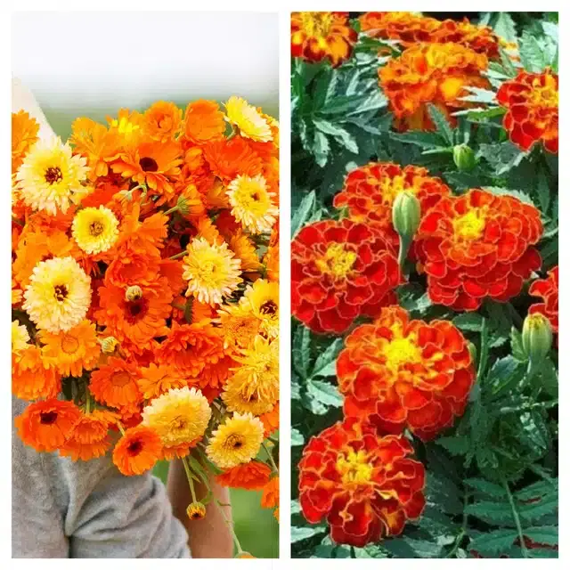 Calendula Mix & Marigold French Flower Seeds, Pack of 2