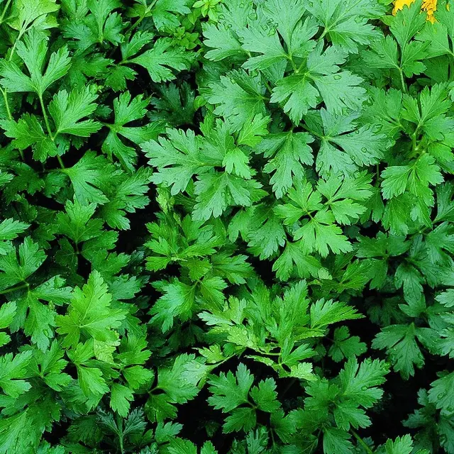 Jignisha Seeds Parsley Seeds, Green, Pack of 100