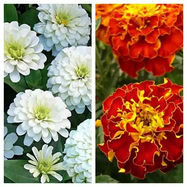 Zinnia White & Marigold French Flower Seeds, Pack of 2