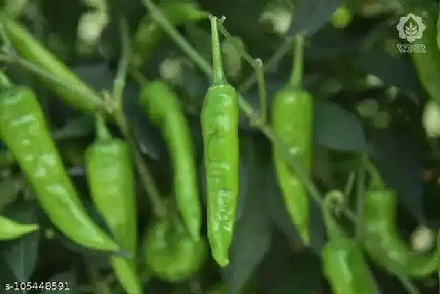 Big Pepper Chilli Seeds, Pack of 50