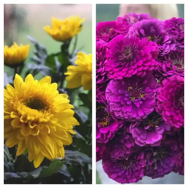 Chrysanthemum Yellow & Zinnia Purple Flower Seeds, Pack of 2