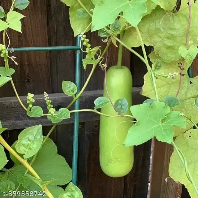 Lauki Seeds, Pack of 20