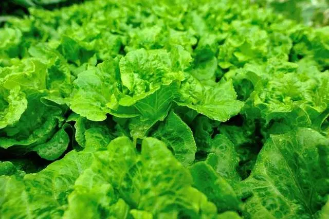 Recron Seeds of Lettuce Vegetable, Pack Of 100