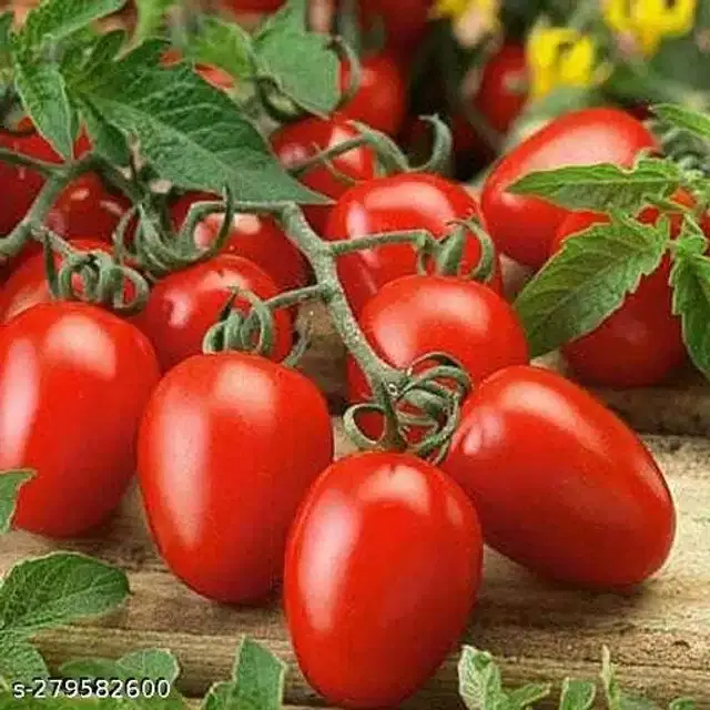 Tomato Pusa Ruby Super Vegetable Seeds, Pack of 100
