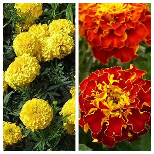 Marigold Orange & Marigold French Flower Seeds, Pack of 2