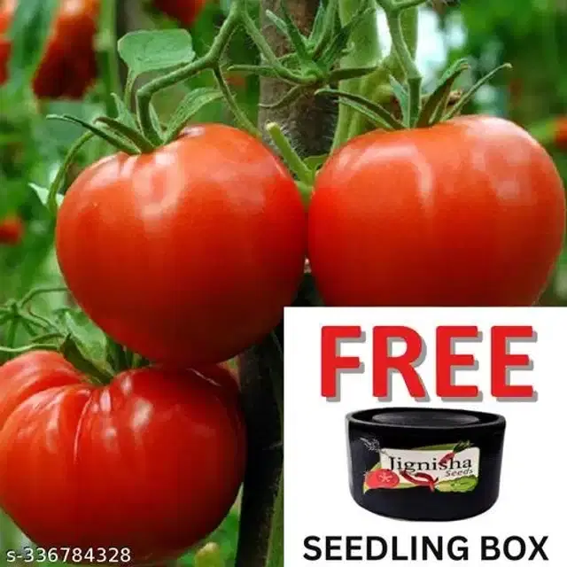 Tomato Hybrid Vegetable Seeds, Pack of 200
