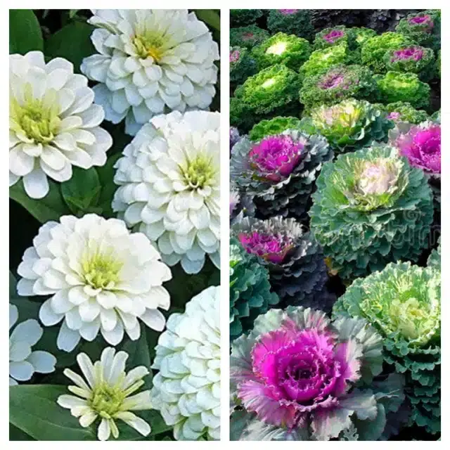 Zinnia White & Flowering Kale Flower Seeds, Pack of 2