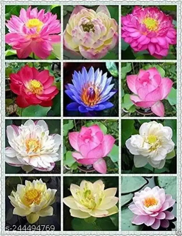 American Mixed Lotus Seeds, Pack of 15