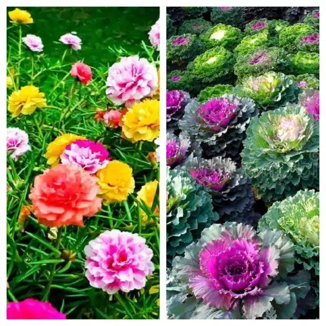 Petunia Mix & Flowering Kale Flower Seeds, Pack of 2