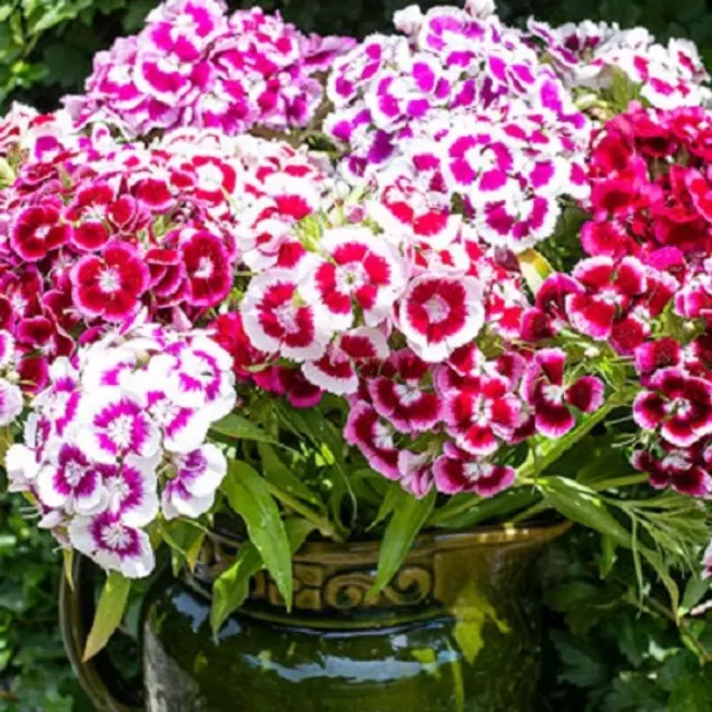 Jignisha Seeds Sweet William Mix Flower Seeds, Multicolor, Pack of 30