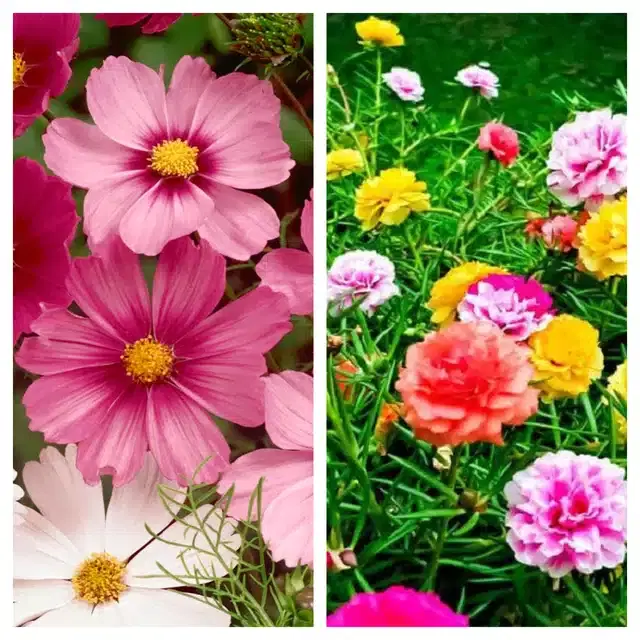 Cosmos Mix & Portulaca Mix Flower Seeds, Pack of 2