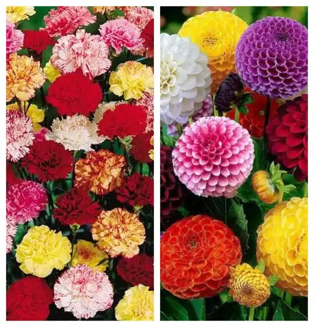 Carnation Mix & Dahlia Mix Flower Seeds, Pack of 2