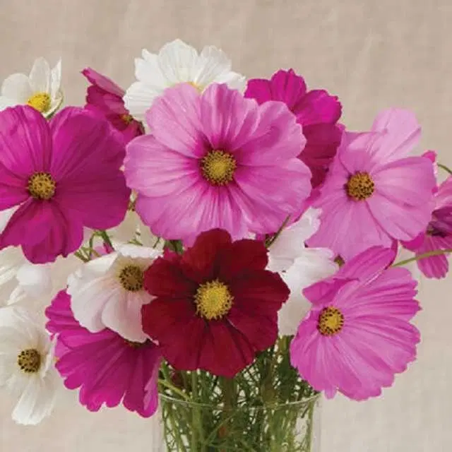 Seeds of Cosmos Mix Flower, Pack Of 30
