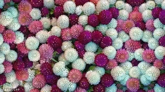 Gomphrena Mix Color Flower Seeds, Pack of 30