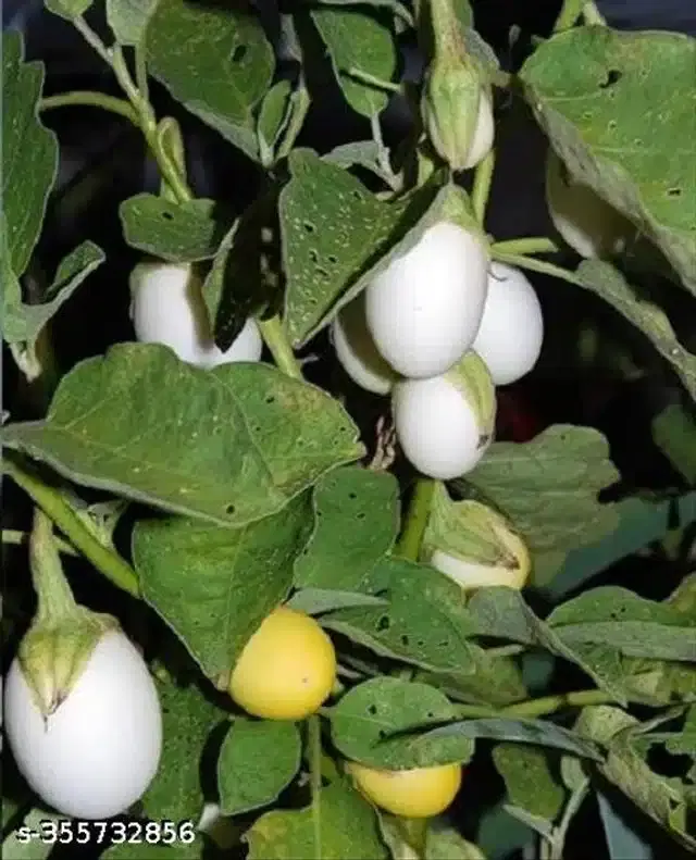 White Brinjal Seeds, Pack of 50