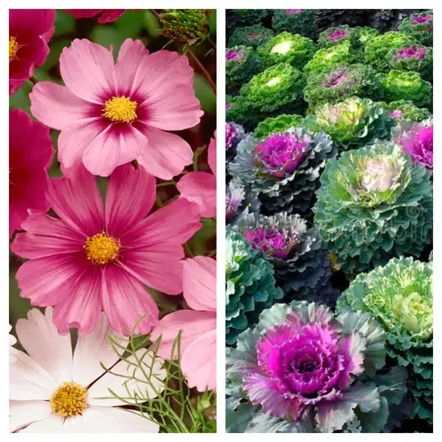 Cosmos Mix & Flowering Kale Flower Seeds, Pack of 2