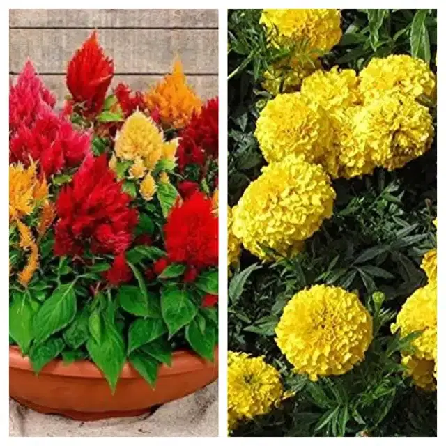 Celosia Mix & Marigold Yellow Flower Seeds, Pack of 2