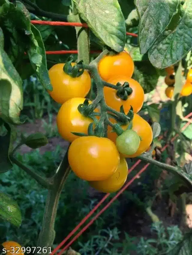 Beautiful Yellow Cherry Vegetables Seeds, Pack of 50