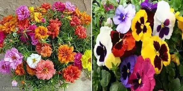 Seeds of Portulaca Double Mixed Flower & Violet Flower, Pack of 2