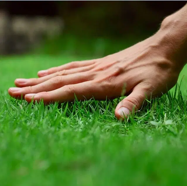 Jignisha Seeds Super Napier Grass Seeds, Green, Pack of 500