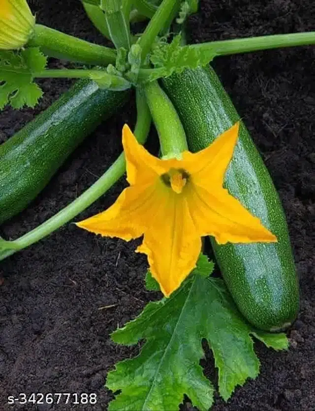 Squash Zucchini Green Beauty Seeds, Pack of 10