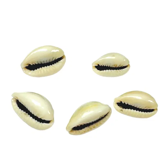 Puja Kaudi / Sea Shell