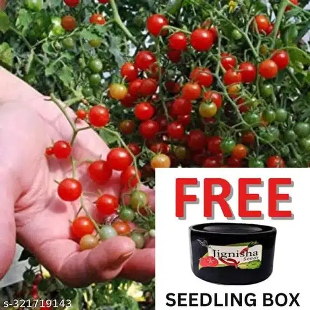 Red Ruby Cherry Tomato Vegetable Plant Seeds, Pack of 50