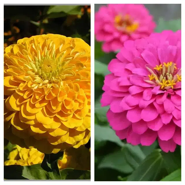 Zinnia Yellow & Zinnia Pink Flower Seeds, Pack of 2