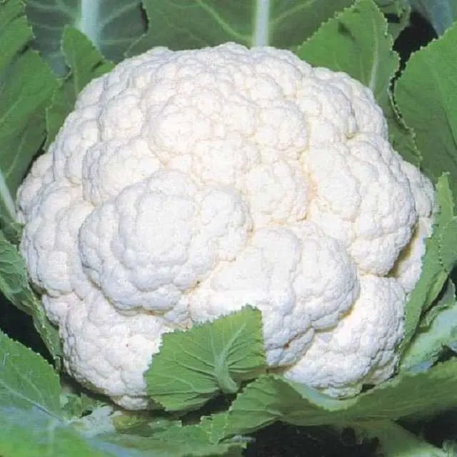 Recron Seeds of Hybrid Organic Cauliflower Vegatable, Pack Of 100