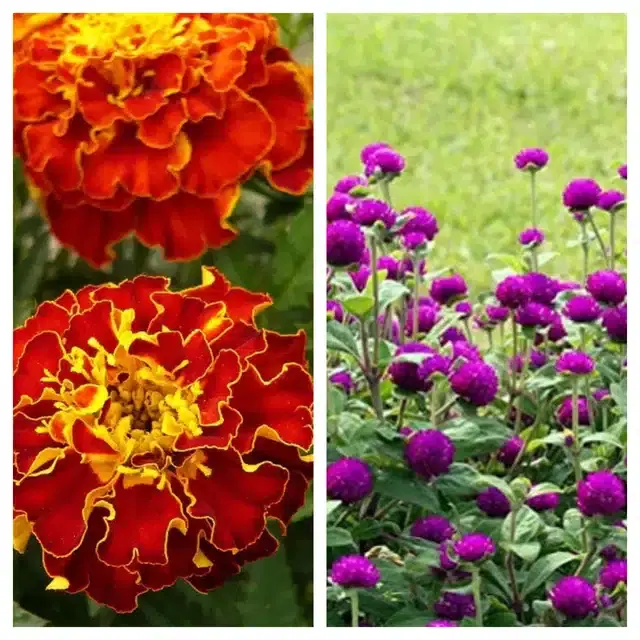 Marigold French & Gomphrena Purple Flower Seeds, Pack of 2