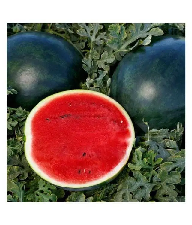 Seeds of Watermelon Fruit, Pack Of 10