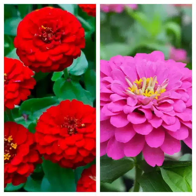 Zinnia Red & Zinnia Pink Flower Seeds, Pack of 2