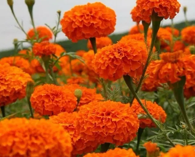 Marigold Orange Flower Seeds, Pack of 50