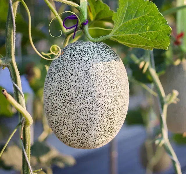 Muskmelon Fruit Seeds, Pack of 30
