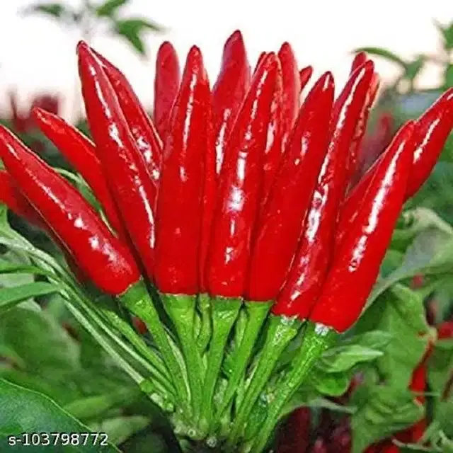 Pepper Chilli Vegetable Seeds, Pack of 50