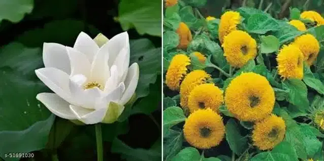 Seeds of Sunflower Dwarf Sungold Flower & Organic White Lotus Flower, Pack of 2