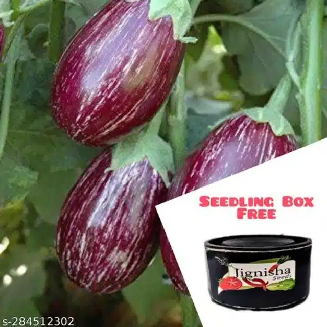 Brinjal Vegetable Seeds, Pack of 50